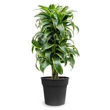 Dracaena