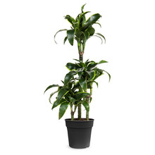 Dracaena Dorado Carrousel