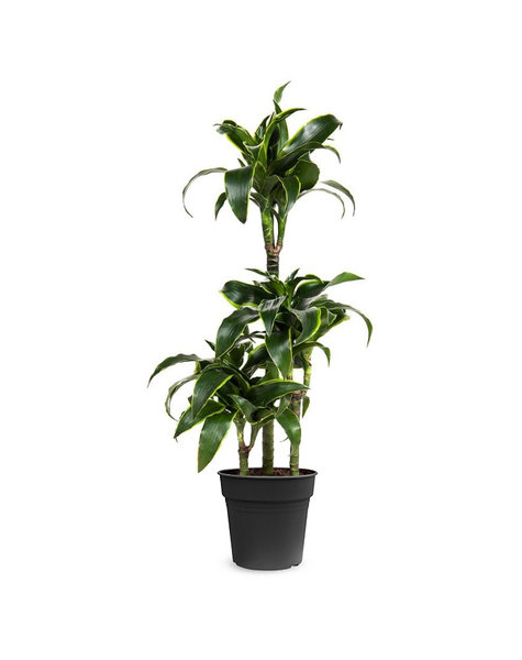 Dracaena