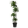 Dracaena Dorado multi tribe XXL