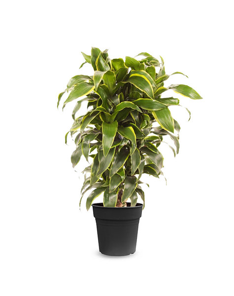 Dracaena