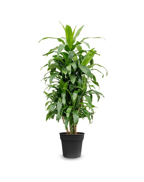 Dracaena