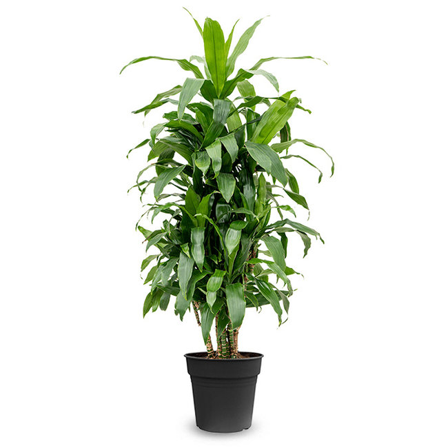 Dracaena Janet Craig XXL