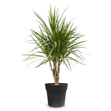 Dracaena Marginata M