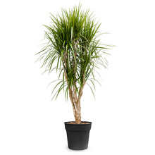 Dracaena Marginata XL