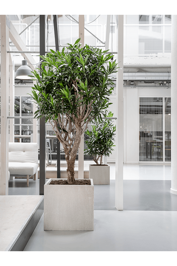 Dracaena Reflexa XXL