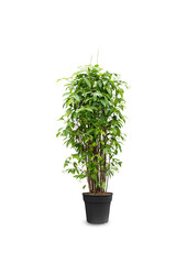 Dracaena Surculosa Bush XXXL