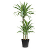 Dracaena Warneckei