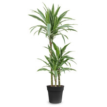 Dracaena