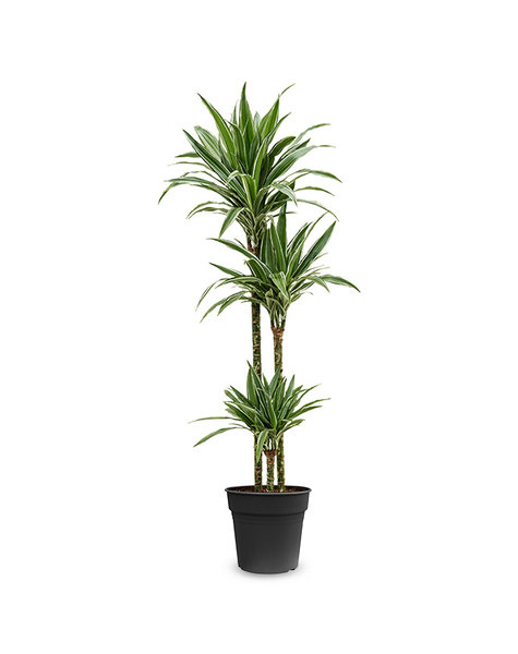 Dracaena