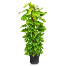 Epipremnum Scindapsus L