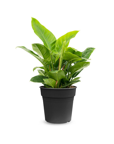 Philodendron