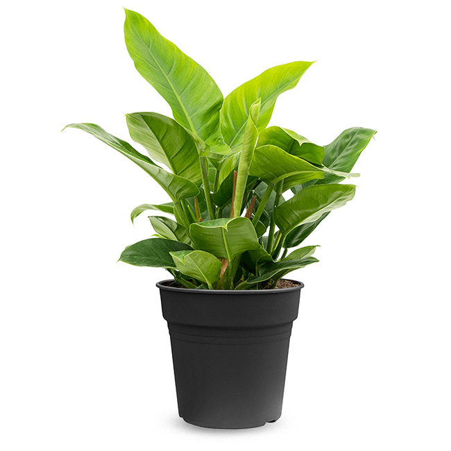 Philodendron Imperial Green M