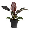 Philodendron Imperial Red M