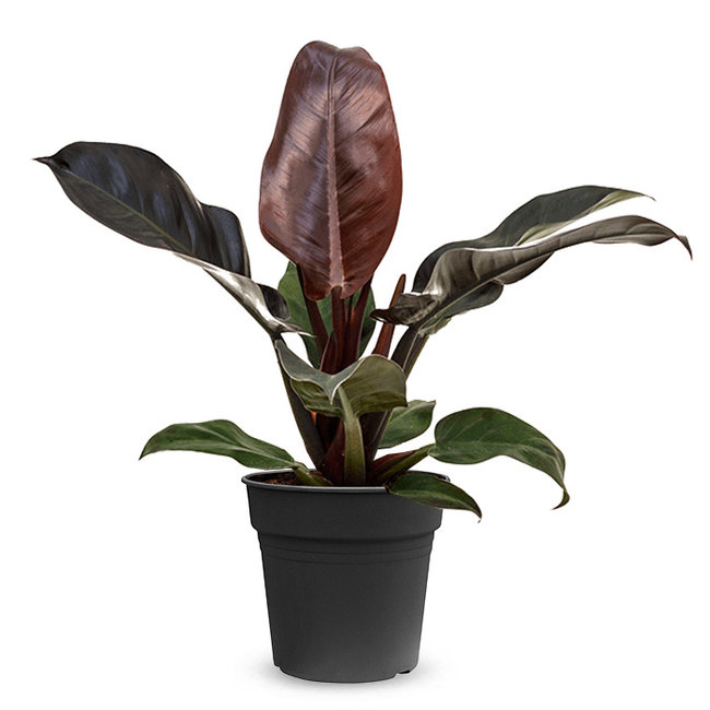 Philodendron Imperial Red M