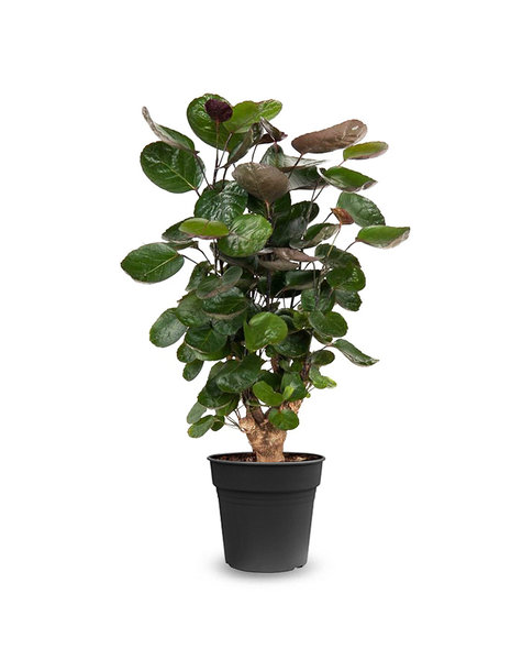 Polyscias