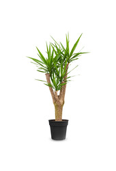 Palmlelie Yucca vertakt XL