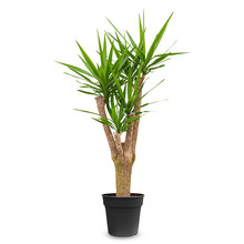 Palmlelie Yucca vertakt XL