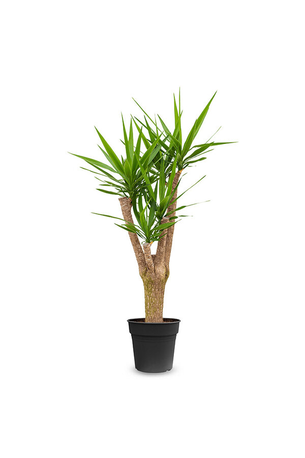 Palmlelie Yucca vertakt XL