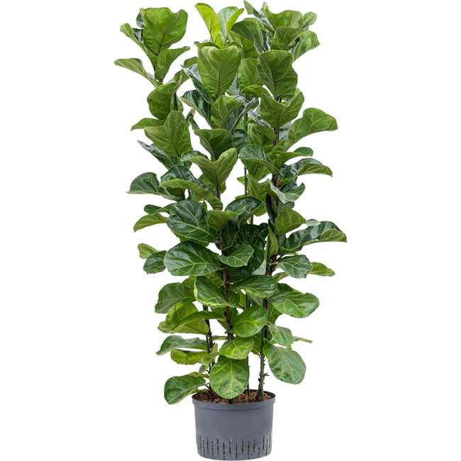 Hydroplant Ficus lyrata bambino L