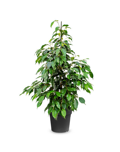 Ficus Benjamina