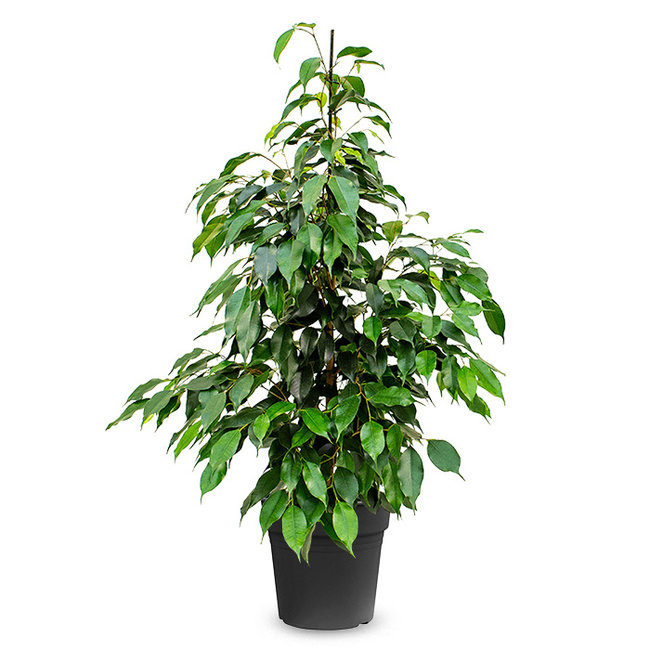 Ficus Benjamina