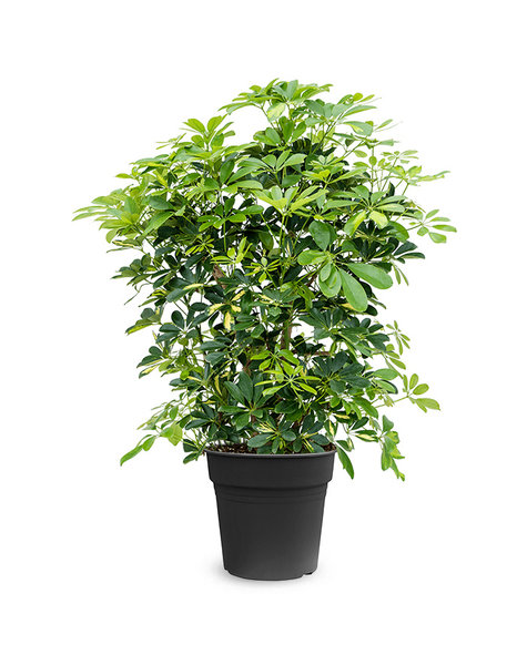 Schefflera