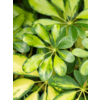 Schefflera Bush Bont L