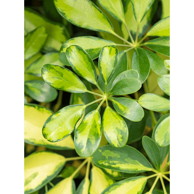 Schefflera Bush Bont L