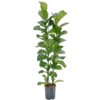 Hydroplant Ficus lyrata bambino S