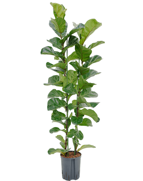 Hydroplant Ficus Lyrata