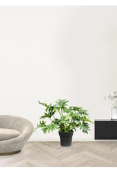 Philodendron Stuikvorm L