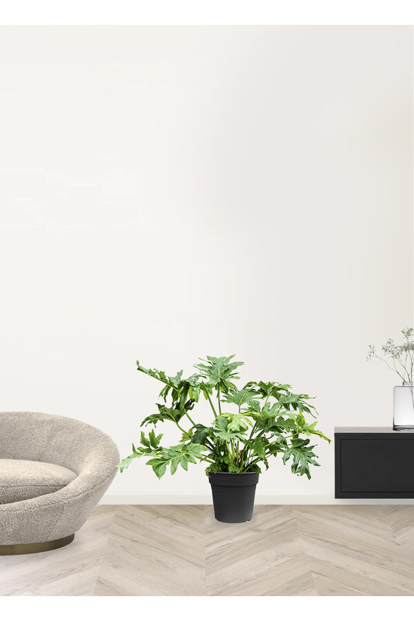 Philodendron Stuikvorm L
