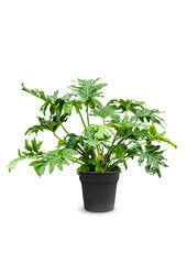 Philodendron Stuikvorm L