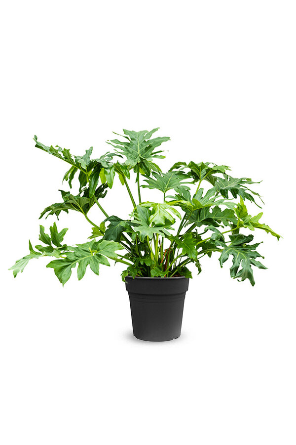 Philodendron Stuikvorm L