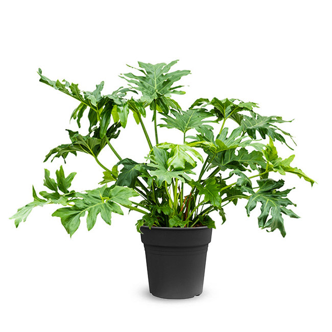 Philodendron Stuikvorm L