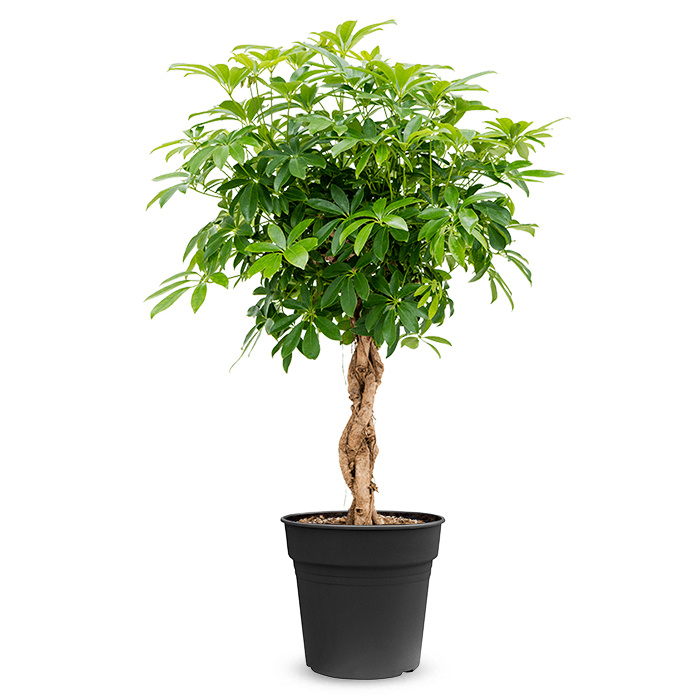 Grote kamerplant Schefflera kopen?