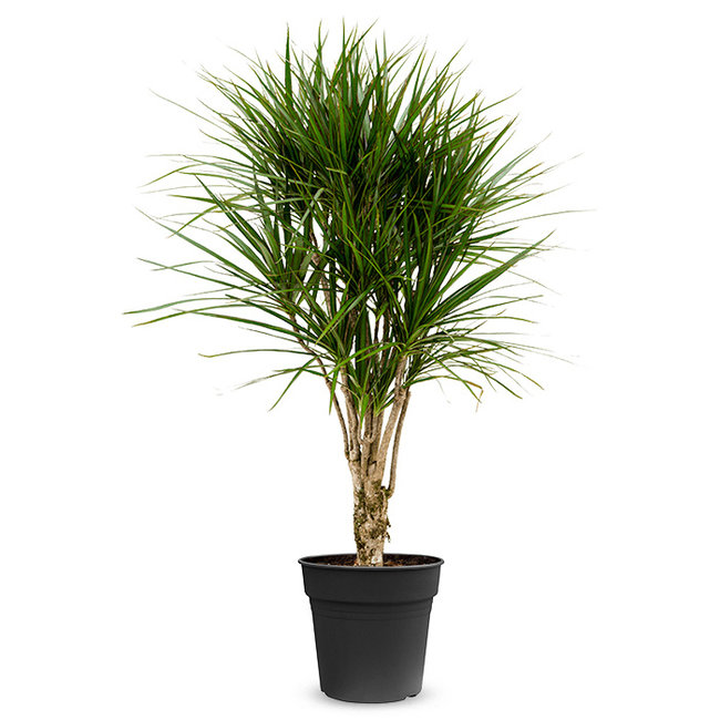 Dracaena Marginata L