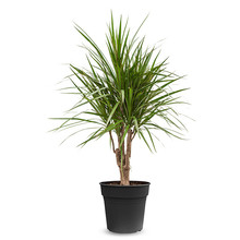 Dracaena