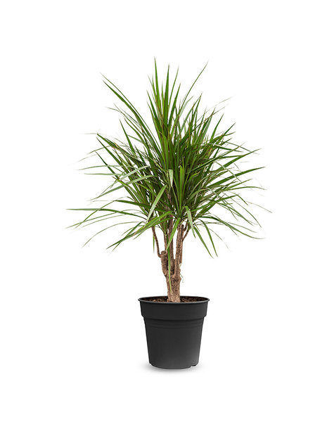 Dracaena