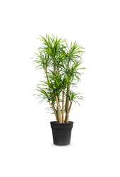 Dracaena Anita Variegata vertakt XL