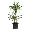 Dracaena White Stripe S