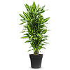 Dracaena Cintho vertakt L