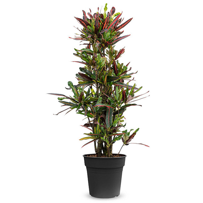 Croton Wonderstruik Mammi