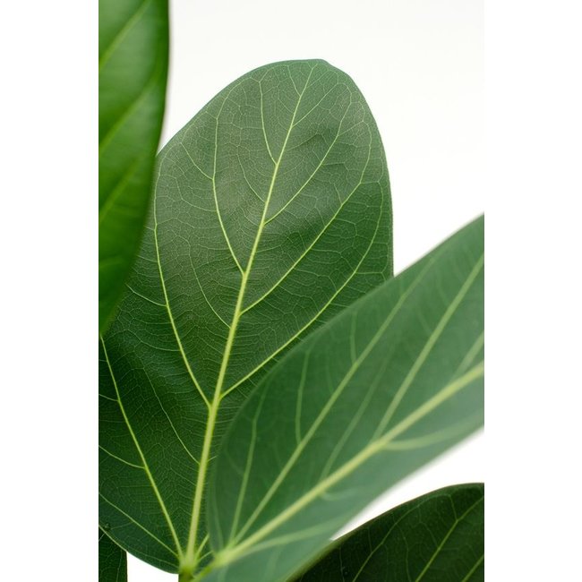 Ficus Benghalensis Audrey