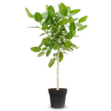 Ficus Benghalensis