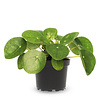 Pilea pannenkoekenplant