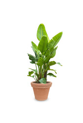 Strelitzia Kingsize in Terra Cotta
