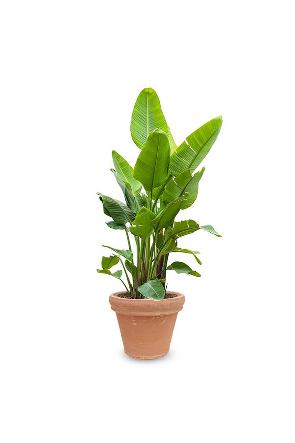 Strelitzia Kingsize in Terra Cotta