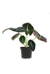 Alocasia black velvet
